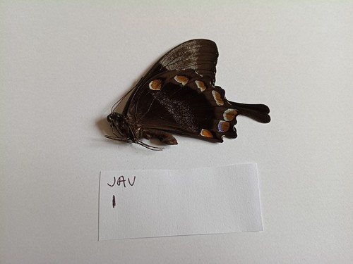 Papilio ulysses male - ulysses, male,