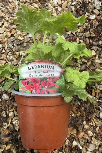 Pelargonium concolor lace - pelargonium, lace'