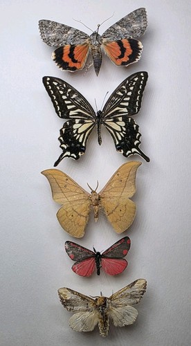Real butterfly collection 5 - collection, x