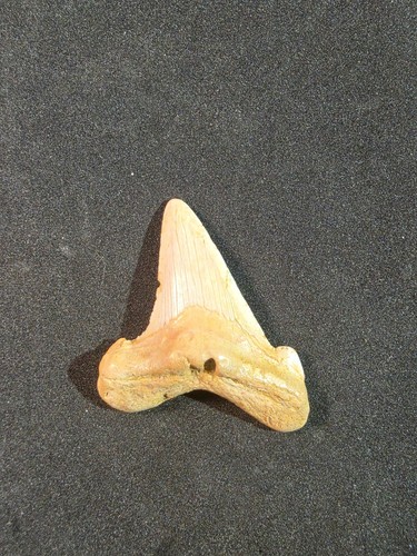 Auriculatus sharktooth - in,