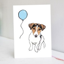 Tricolour Jack Russell