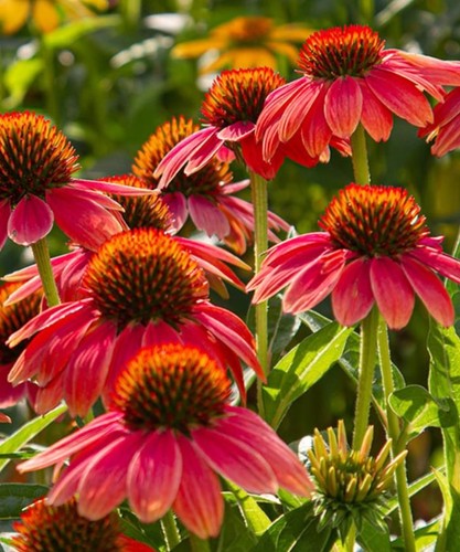 Echinacea red coneflower - 'red, coneflower’