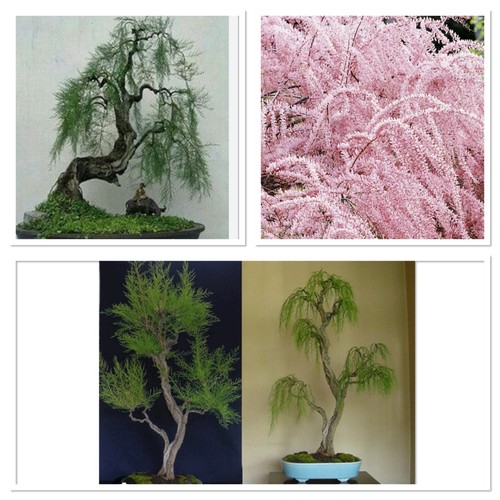 Weeping tamarix tetrandra - tamarix,