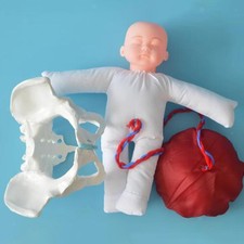 Female Pelvic Anatomy Model