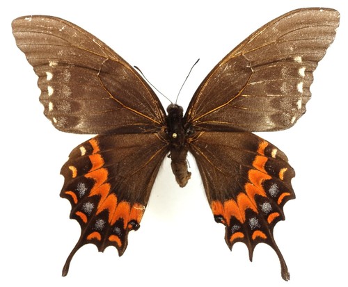 Papilio garamas uderus female - garamas,