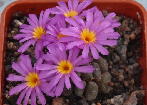 Conophytum minusculum 1535 - minusculum,