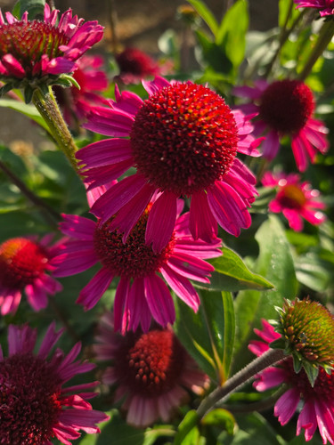 Echinacea delicious candy - 'delicious, candy'