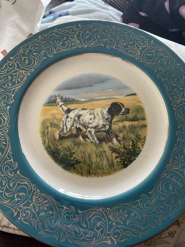 Springer spaniel porcelaine - spaniel,