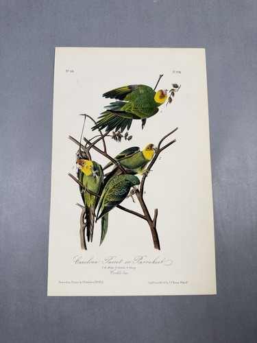 Original audubon carolina - original,
