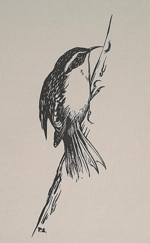 Tree creeper - creeper, tree-creeper