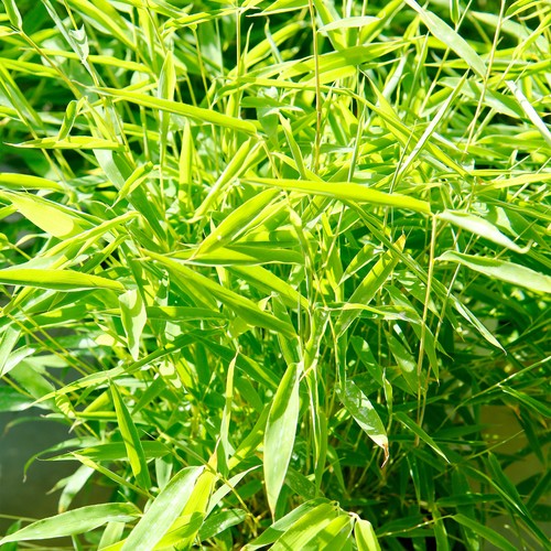 Fargesia rufa umbrella bamboo - rufa,