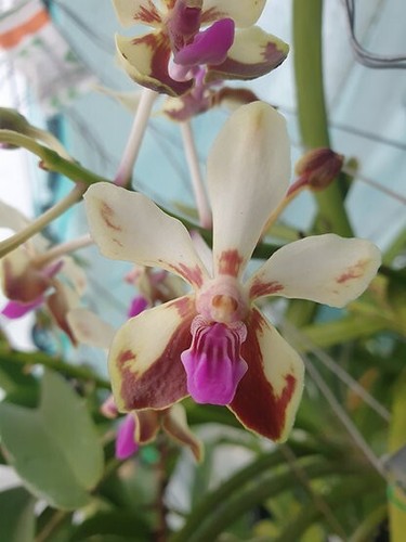 Rare vanda lamellata - lamellata, var