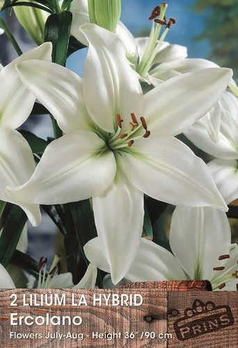 Lilium hybrid lily - la,