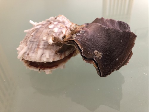Cockscombe oyster sea shell - cockscombe,
