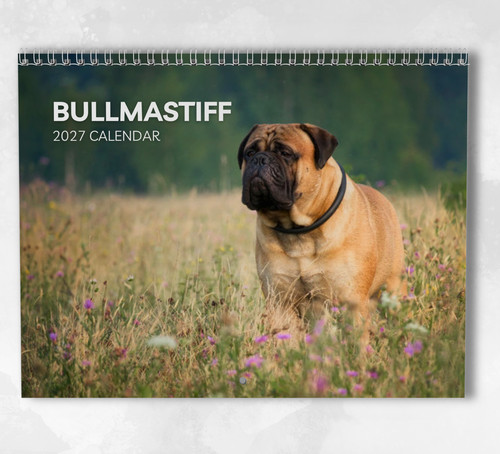 Bullmastiff calendar 2027 - calendar,