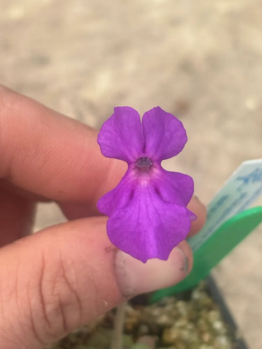 Pinguicula yucca 1714 - do,