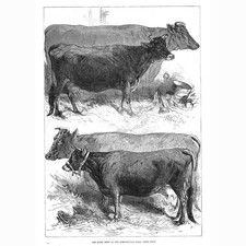 Prize Cows at the Dairy Show at the Agricultural Hall - Antique Print 1876
