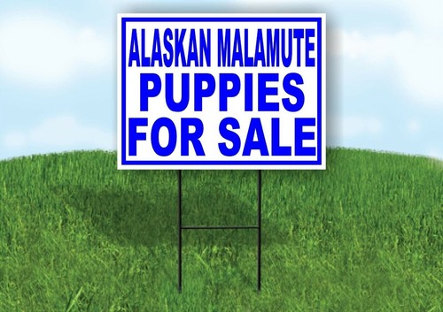 Alaskan malamute puppies for - alaskan,