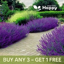 CATMINT CATNIP - 300 SEEDS -