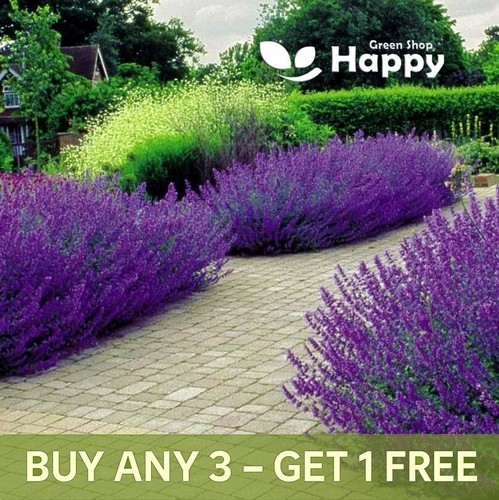 Catmint catnip 300 - catmint,