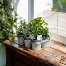6 Herb Plant Mix - Mixed Herb