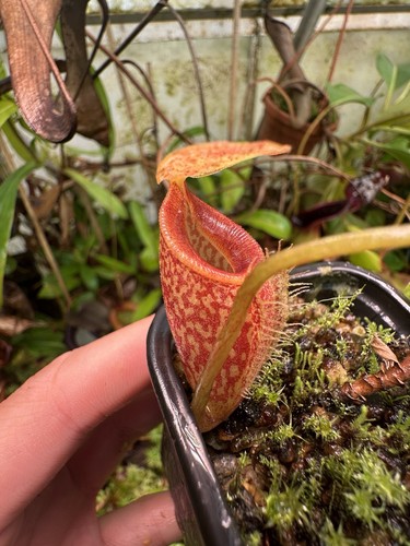 Nepenthes talangensis lovely - nepenthes, talangensis,