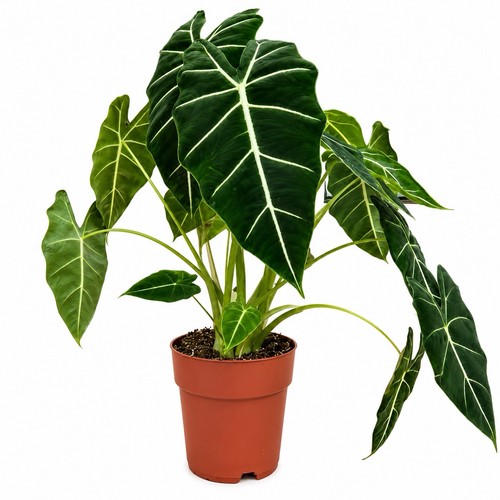 Alocasia frydek 12cm pot 40cm - frydek, 40cm+