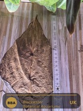 20x Catappa Leaves Indian