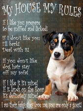 Jack Russell Puppy  My House