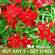 COREOPSIS DWARF AMULET RED -