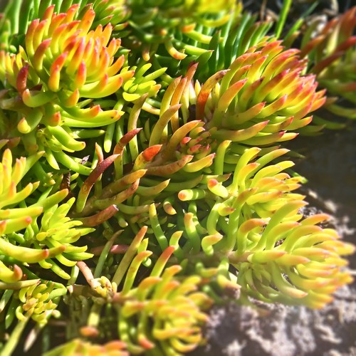 Sedum angelina golden - sedum,