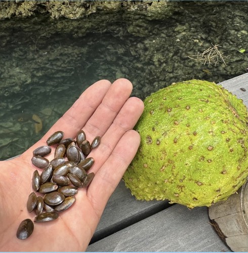 50x soursop seeds semillas - soursop, seeds,
