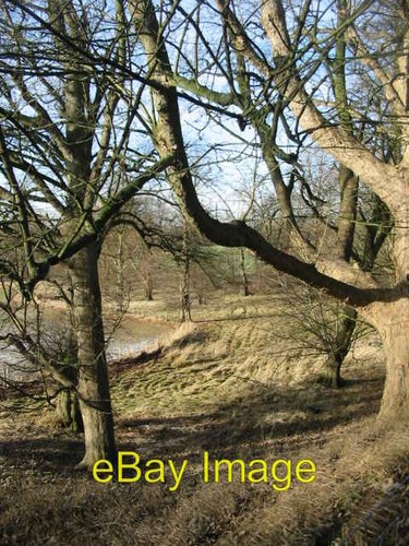 Photo 6x4 old trees near - 6x4,