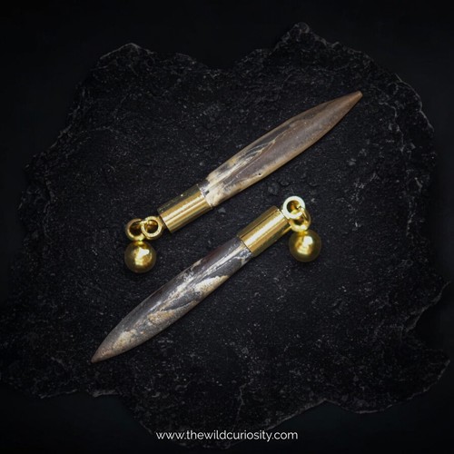 Genuine fossil belemnite studs - belemnite,