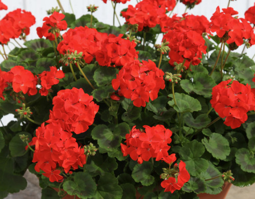 Geranium best red f1 - geranium,