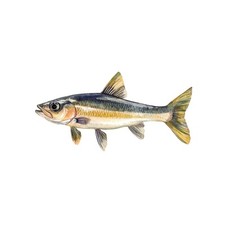 Golden shiner fish decal - shiner,
