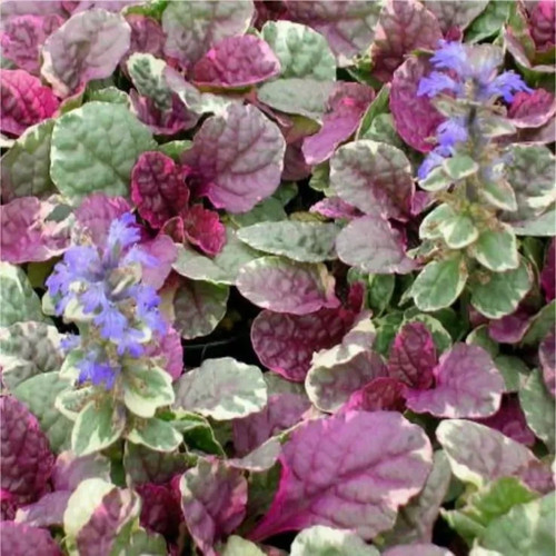 Ajuga reptans burgandy glow - ajuga, glow"