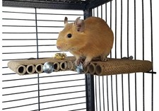Degu Corner Shelf - pet toy, degu, rat, gerbil, hamster cage accessory.