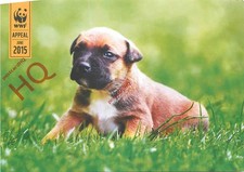 Picture Postcard; Belgian Shepherd Pup