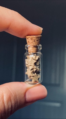 Bottle crinoid star - of,