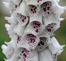 FOXGLOVE  100 SEEDS ELSIE