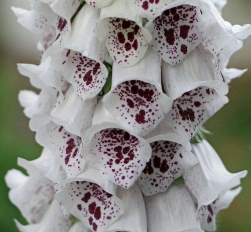 Foxglove 100 seeds elsie - foxglove,