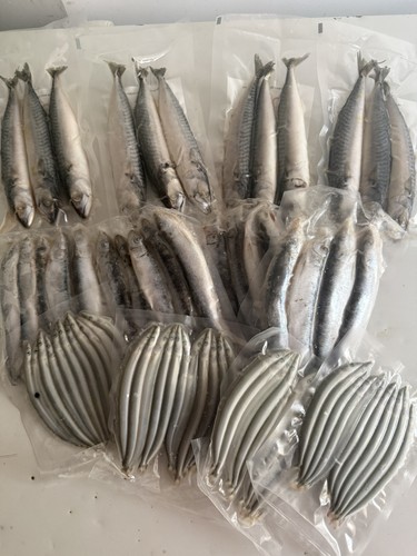 Sea fishing bait bundle - bait,