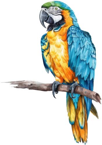 Colour blue gold macaw parrot - macaw,