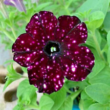 PETUNIA SEEDS - SPOTTED NIGHT