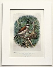 Red Backed Shrike Bird, Nest &