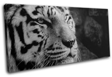 White Siberian Bengal Tiger