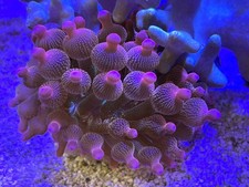 Tricolour Bubble Tip Anemone