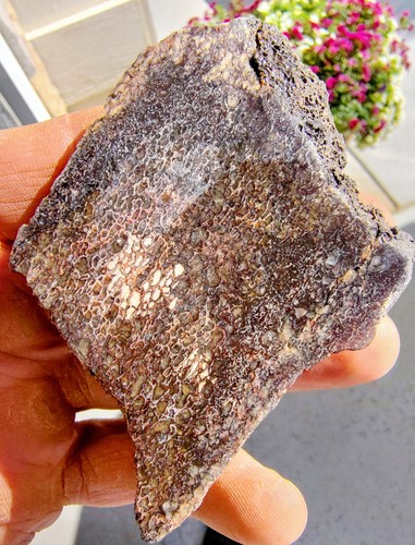 Utah dinosaur gembone slab - utah,