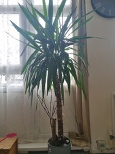 Yucca elephantipes large - yucca,